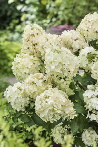 Bild von Hydrangea